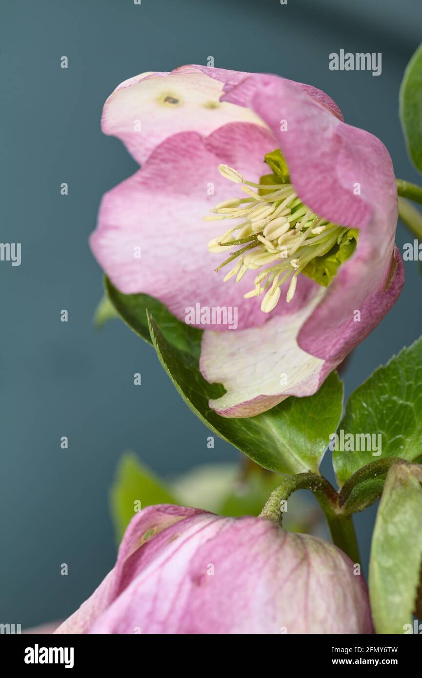 Dettaglio delle stanghine e dello stigma di un fiore di un lebore dentellare, Helleborus Orientalis, Harvington Pink Speckled UK Foto Stock