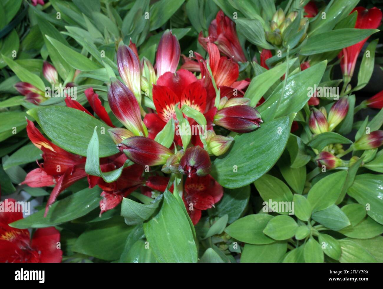 Giglio peruviano (alstroemeria) in primo piano Foto Stock