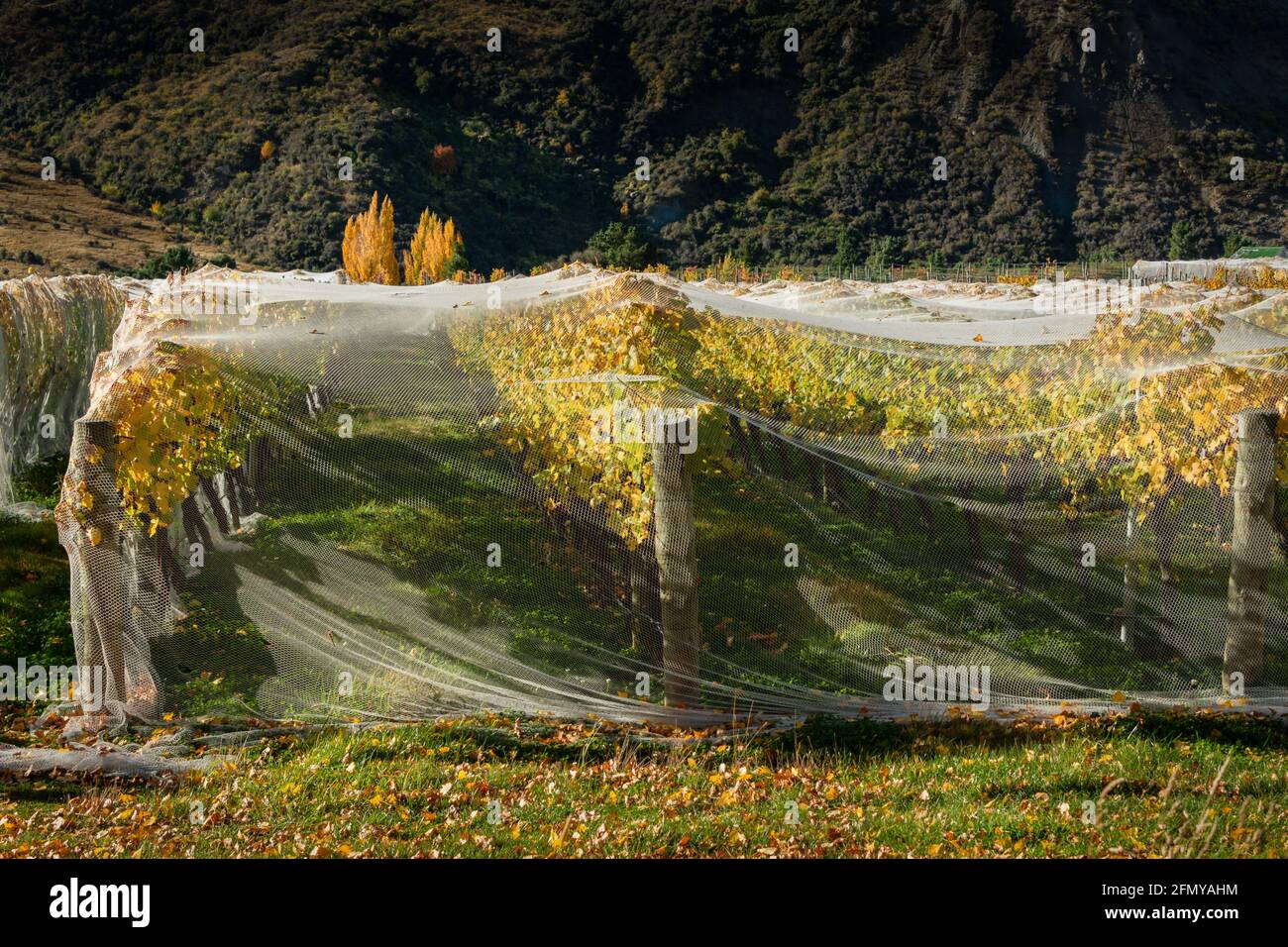 Netting su viti gialle autunnali per prevenire danni da uccelli e vento, regione di Otago, Isola del Sud della Nuova Zelanda Foto Stock