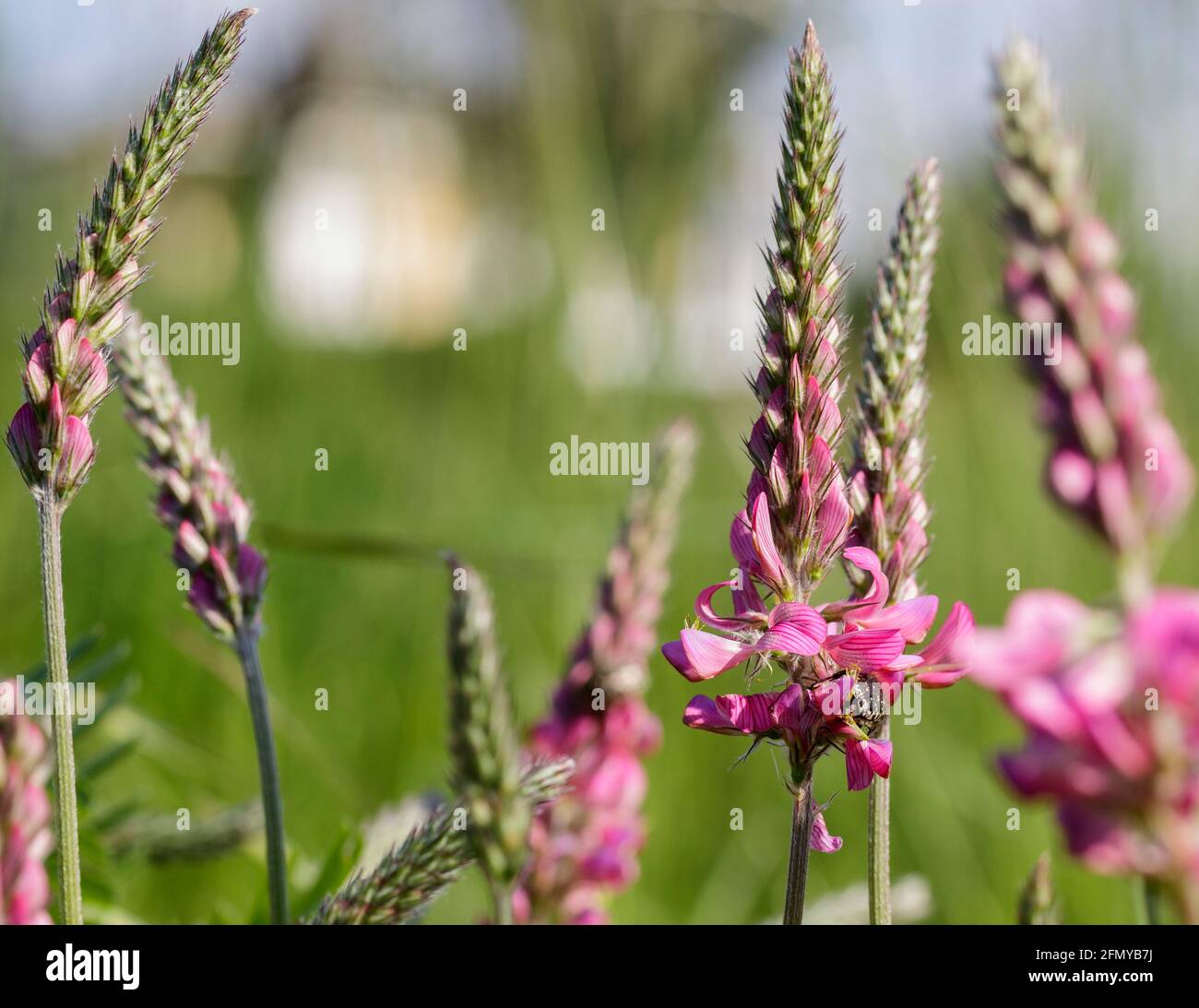 Piccoli fiori viola Foto Stock