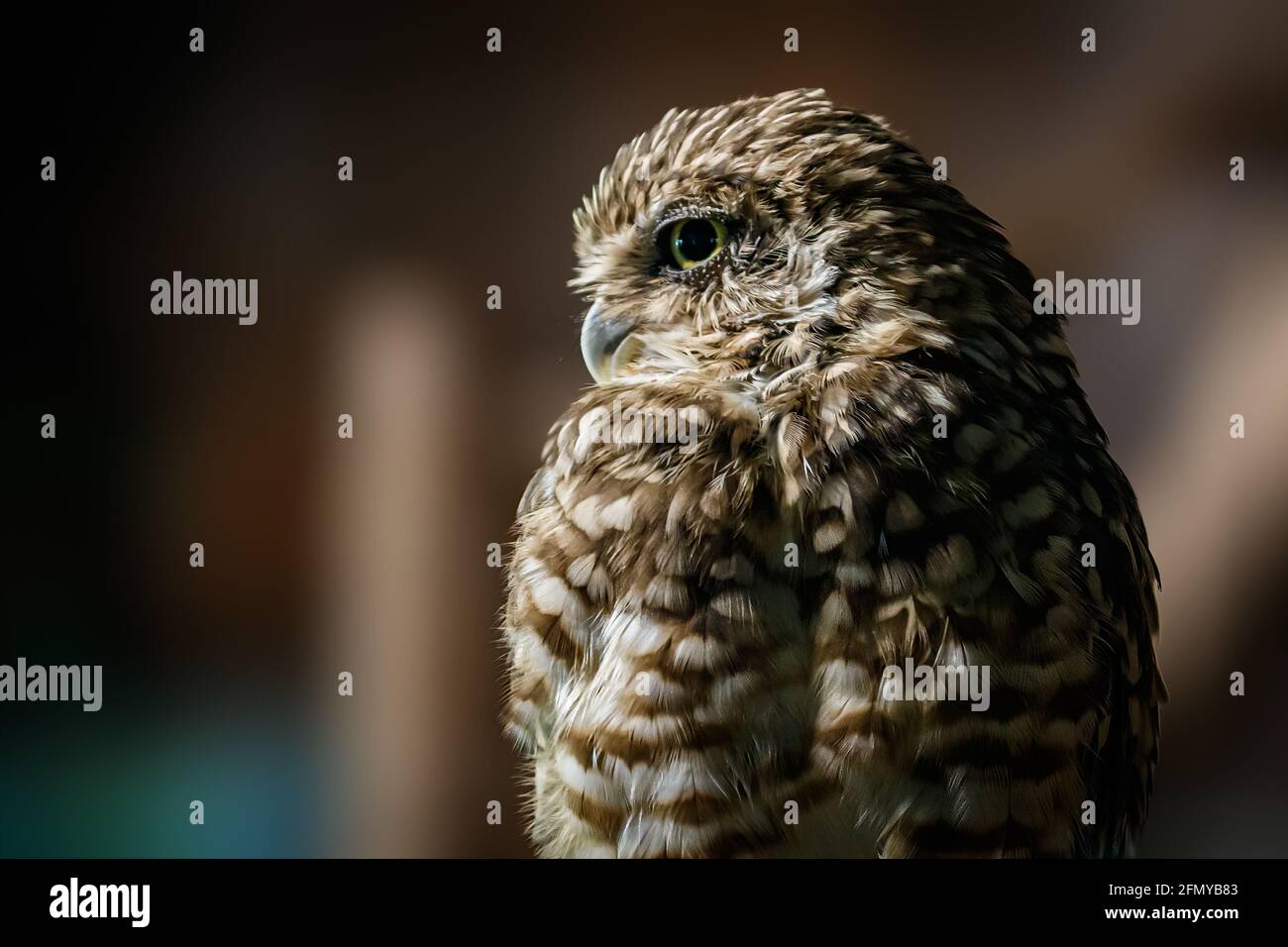 Ritratto di gufo (Athene cunicularia) Foto Stock