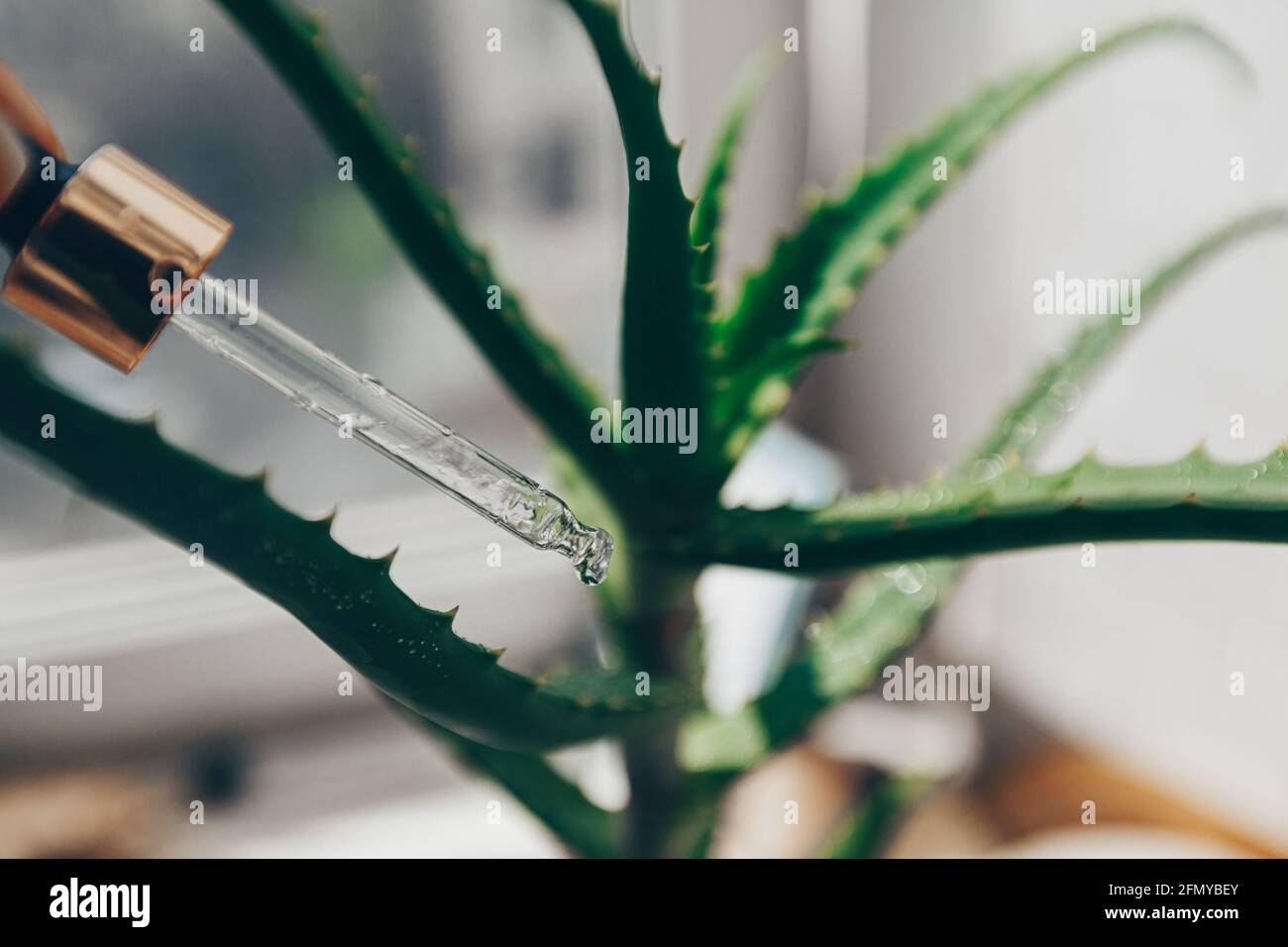 pipettare con una goccia di siero facciale con estratto di aloe sullo sfondo di una pianta di aloe sfocata. prodotto cosmetico Foto Stock