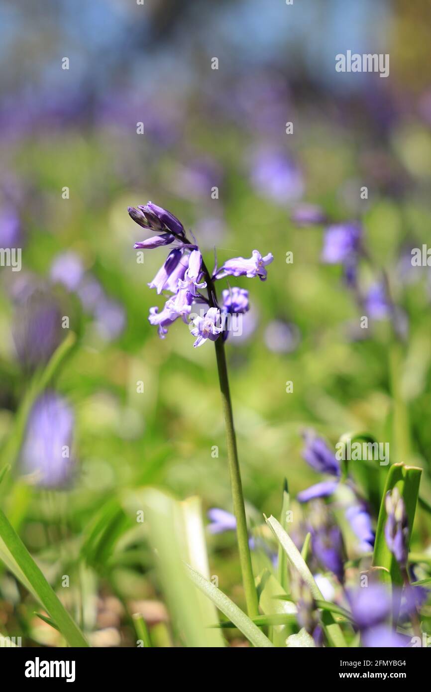 Bluebells in un legno di bluebell, in parte ancora in germoglio, profondità di campo poco profonda per isolare il fiore Foto Stock
