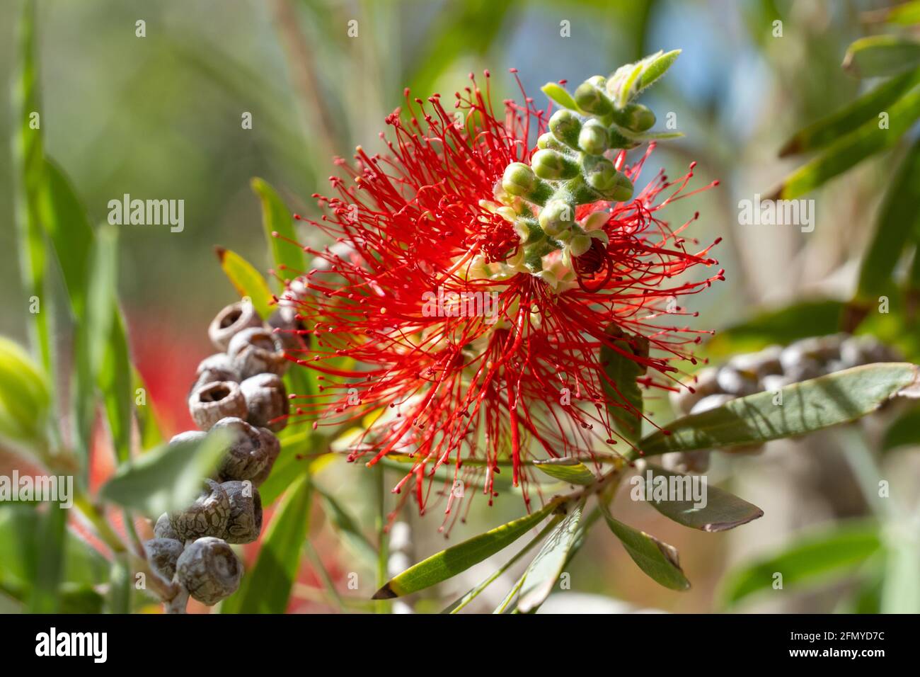 Fiore rosso brillante il fondo rigido vista frontale (callistemon rigidus) primo piano sotto il sole. Foto Stock