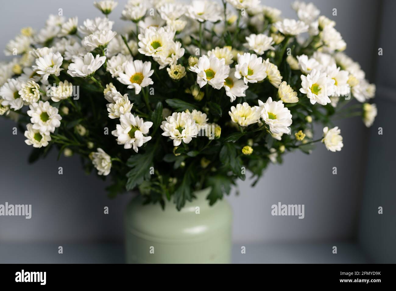 bel bouquet primaverile di crisantemi. Spazio di copia Foto Stock