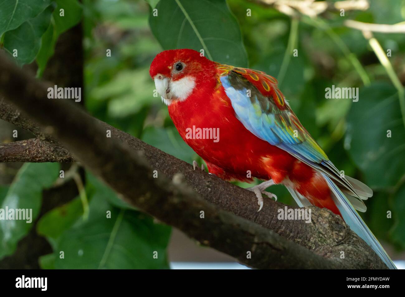 Una rosella orientale luminosa rossa e gialla (Platycercus eximius) parrot o parakeet è una rosella arroccata su un ramo Foto Stock