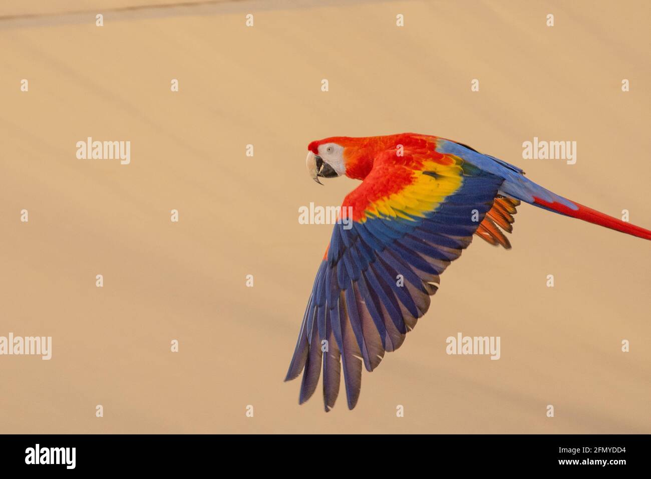 Un macaws scarlatto (Ara macao) un pappagallo vibrante rosso brillante in volo che mostra i colori blu, rosso e giallo luminosi Foto Stock