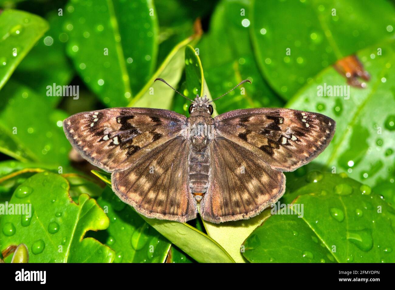 Farfalla di Duskywing di Horace (Erynnis horatius) con ali aperte su foglie di Hawthorn indiano bagnate. Foto Stock