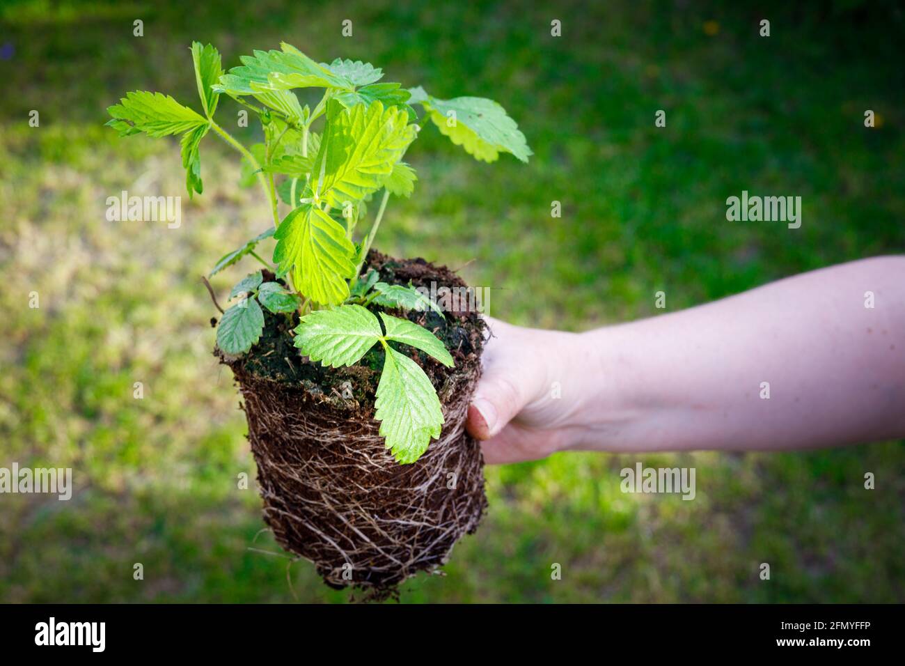 la piantagione di fragole selvatiche tenuta in mano sullo sfondo dell'erba verde. La pianta è pronta per essere piantata su un terreno o giardino Foto Stock