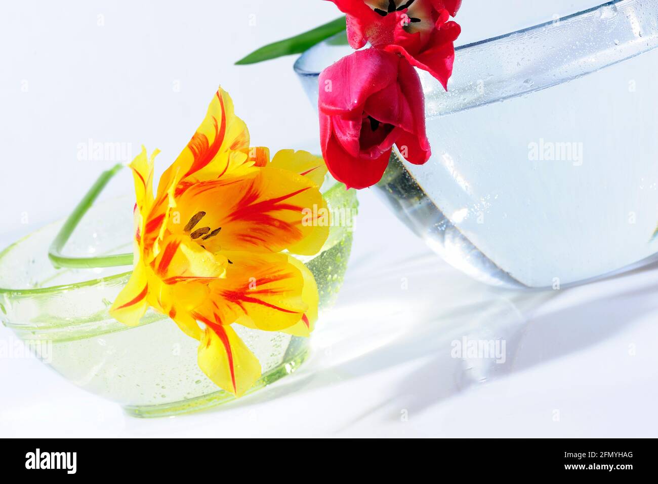 Aroma, fiori freschi, aprire, riflessione, stil life, la molla, i tulipani,  composizione, bella, bellezza, bloom, blossom, bouquet, carta, colore,  colorati Foto stock - Alamy