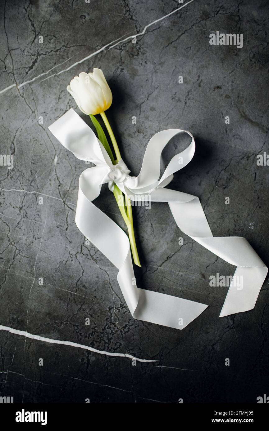 tulipano con fiocco di nastro di seta. Giornata Internazionale della Donna. Fiori primaverili Foto Stock