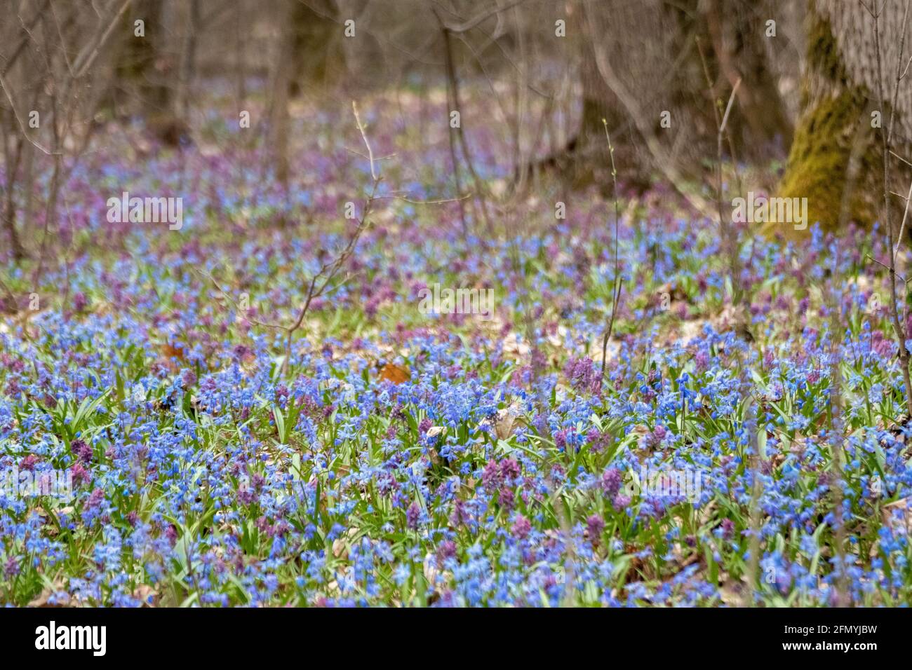Prato in fiore con molti bella bifolia Scilla o squill a due foglie e Corydalis cava nella foresta selvaggia e soleggiata. Fiori primaverili con fuoco selettivo Foto Stock
