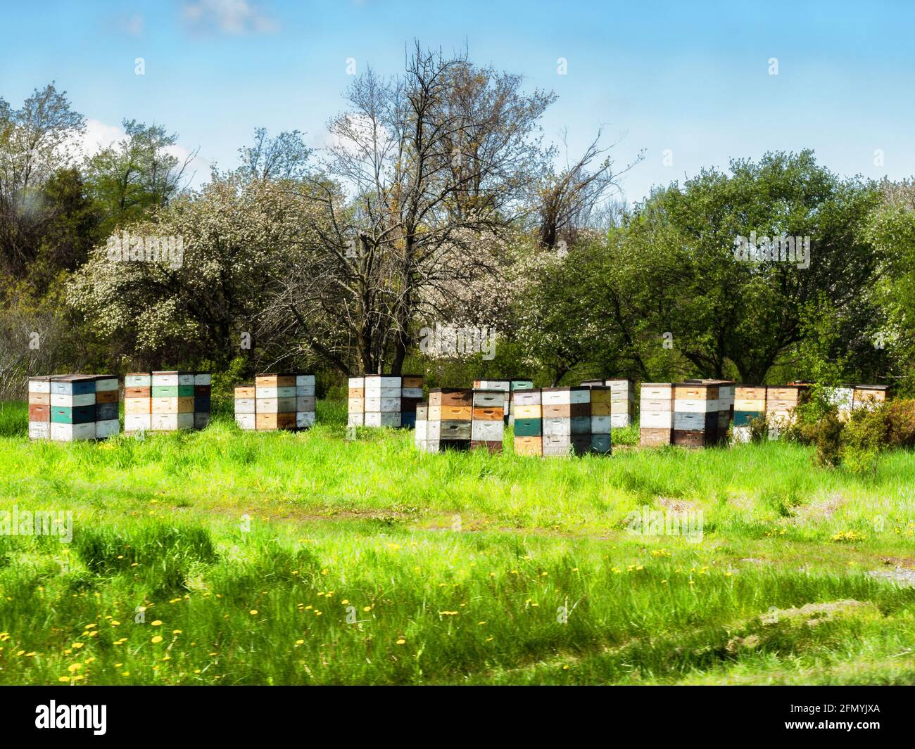 Alveari industriali in un prato Foto Stock