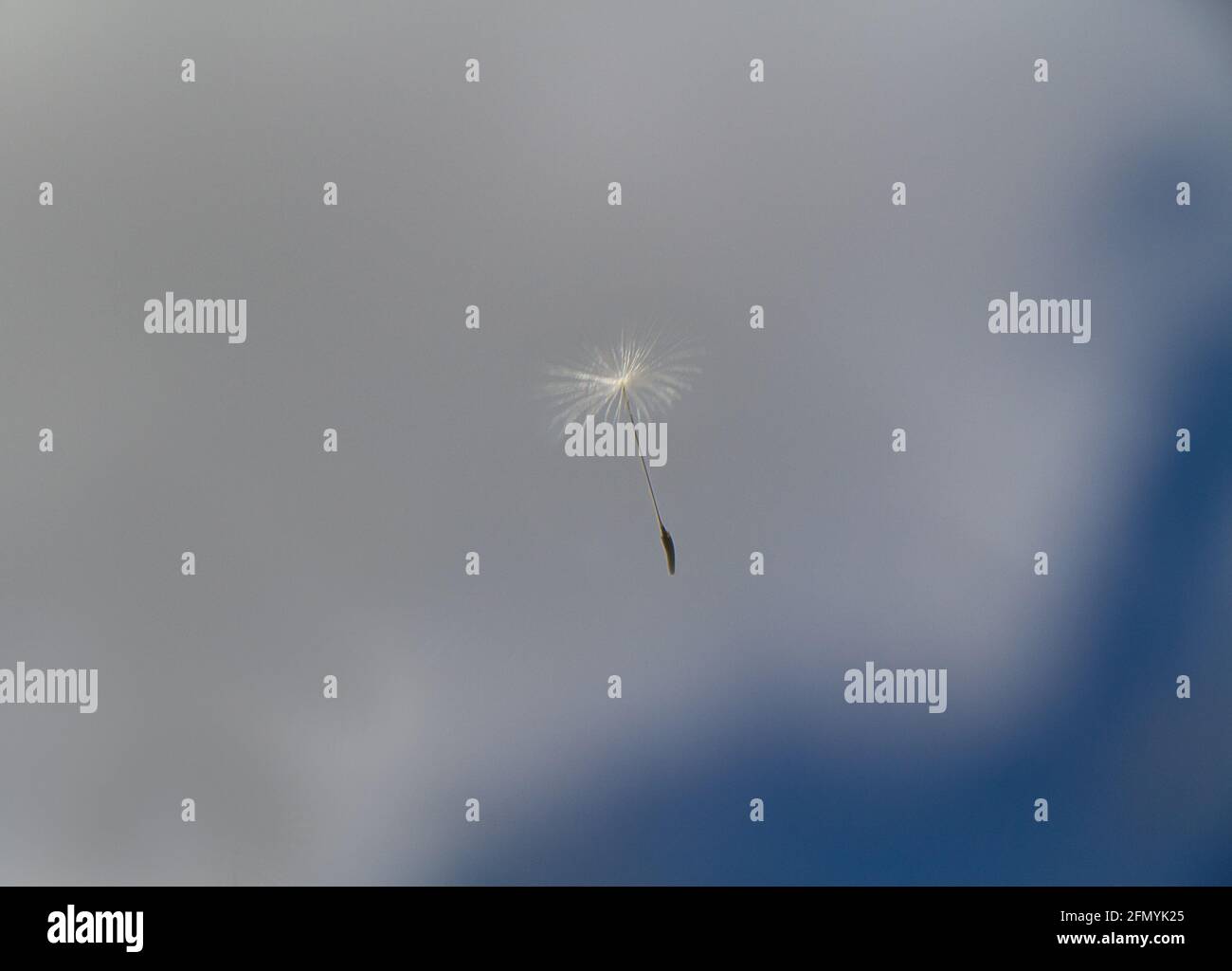 La lanugine di un dente di leone che galleggia in un blu cielo con nuvole bianche Foto Stock