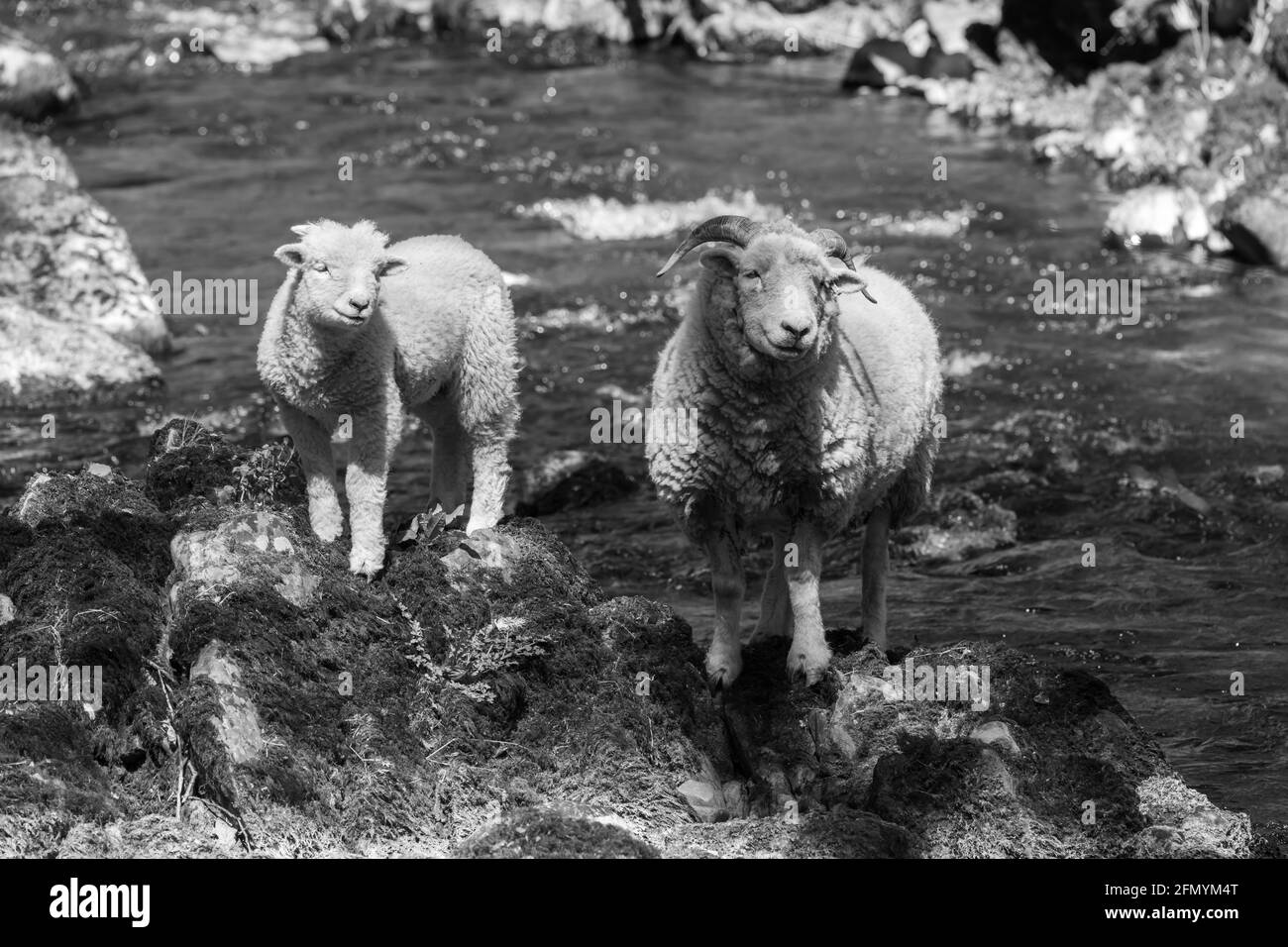 Foto in bianco e nero di un'pecora e di un agnello in piedi su una roccia su una riva del fiume Foto Stock