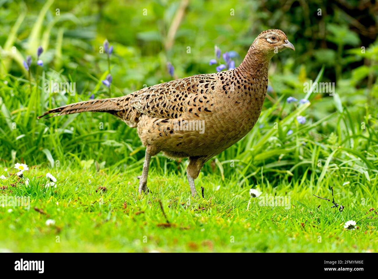 Female comune fagiano Phasianus colchicus in un giardino di Norfolk UK. Foto Stock