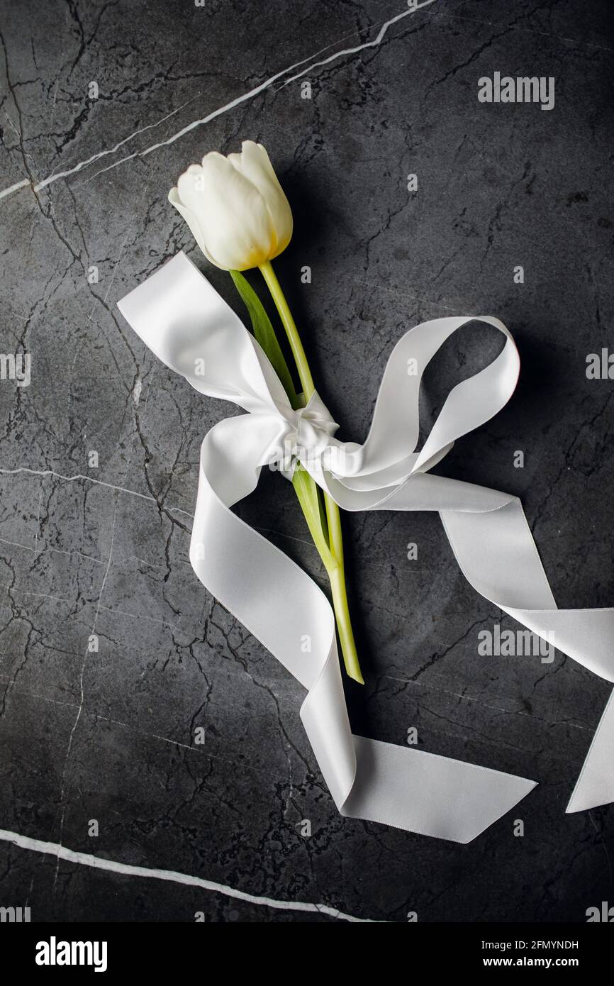 tulipano con fiocco di nastro di seta. Giornata Internazionale della Donna. Fiori primaverili Foto Stock