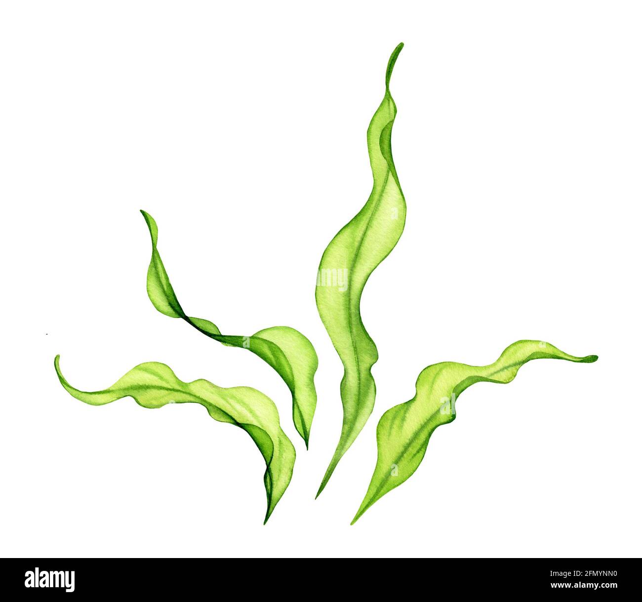 Set di alghe verdi acquerello. Trasparente pianta di mare fresco isolato su bianco. Collezione di illustrazioni botaniche realistiche. Dipinto a mano sott'acqua Foto Stock