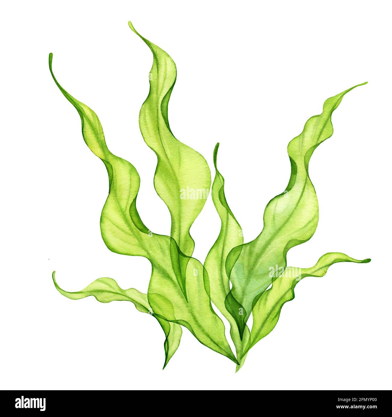 Alghe verdi acquerello. Trasparente pianta di mare fresco isolato su bianco. Collezione di illustrazioni botaniche realistiche. Erba subacquea dipinta a mano Foto Stock
