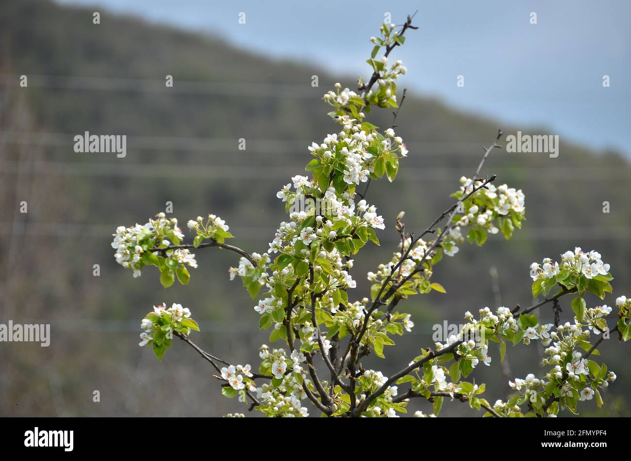 Albero di mela bianco e rosa del giardino in piena fioritura . Molti rami di mela con fiori bianchi contro . Foto Stock
