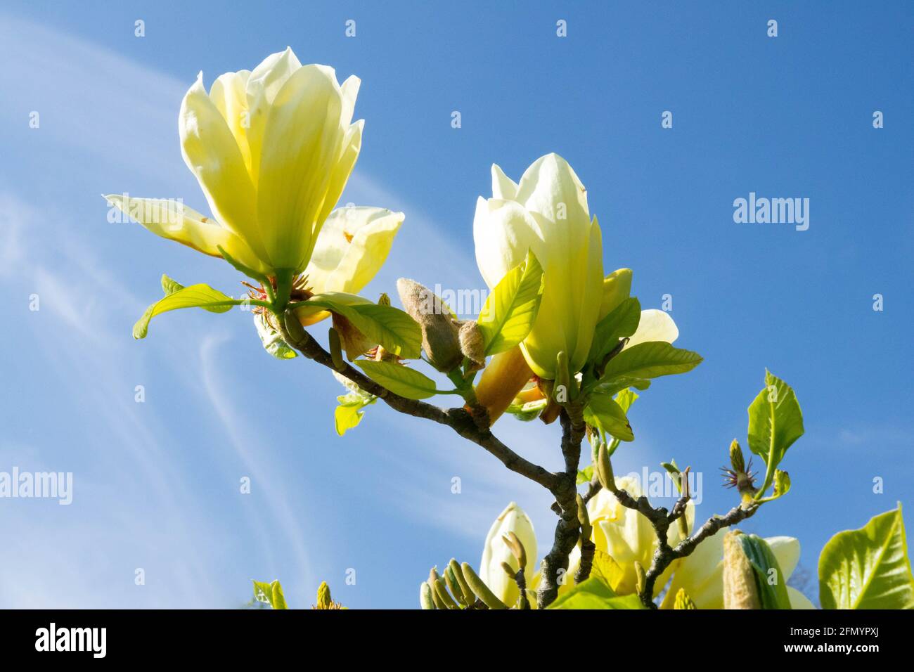 Fioritura di alberi di Magnolia gialli "Farfalle" Foto Stock