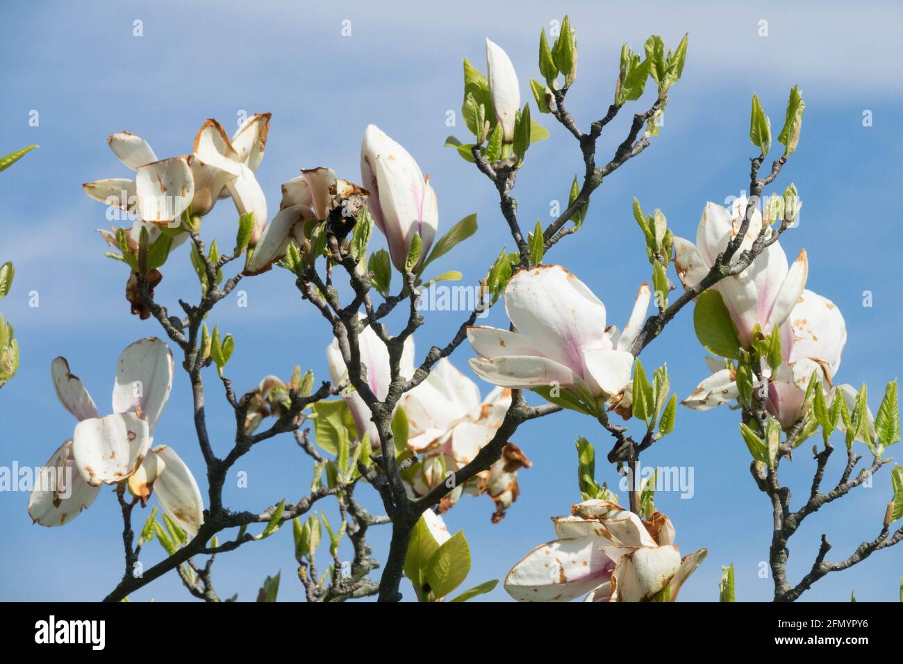 Magnolia Soulangeana Speciosa Foto Stock