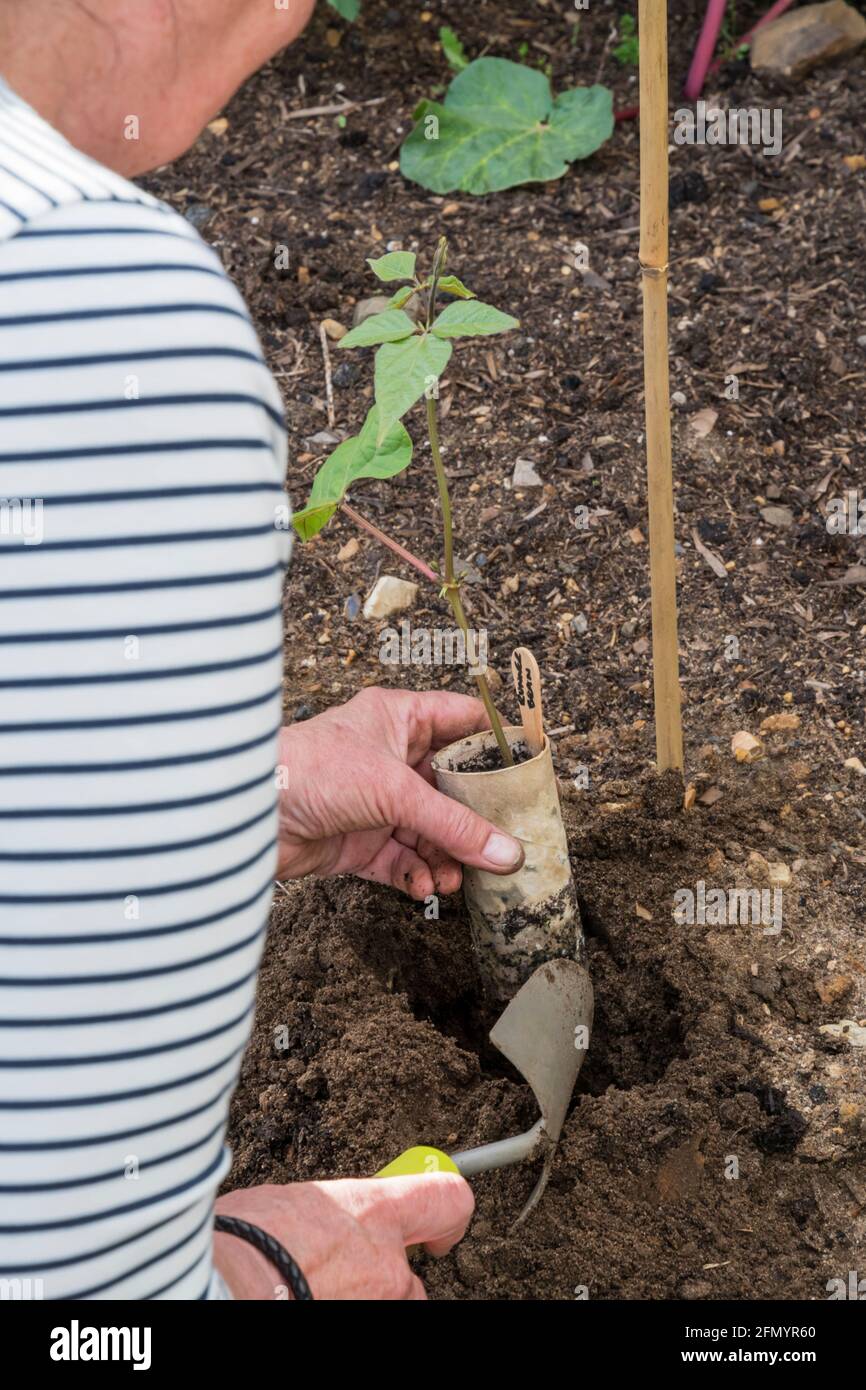 Donna che pianta fuori 'Imperatore scarleto' piante di fagiolo del corridore, cresciute in rotoli vecchi di toletta. Foto Stock