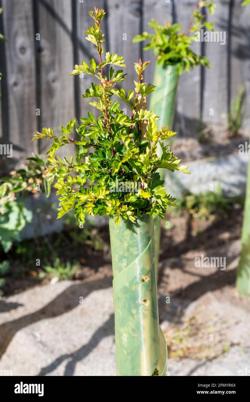 Una pianta di biancospino, Crataegus monogyna, piantata come parte di una nuova siepe che inizia a crescere dalla sua protezione dell'albero. Foto Stock