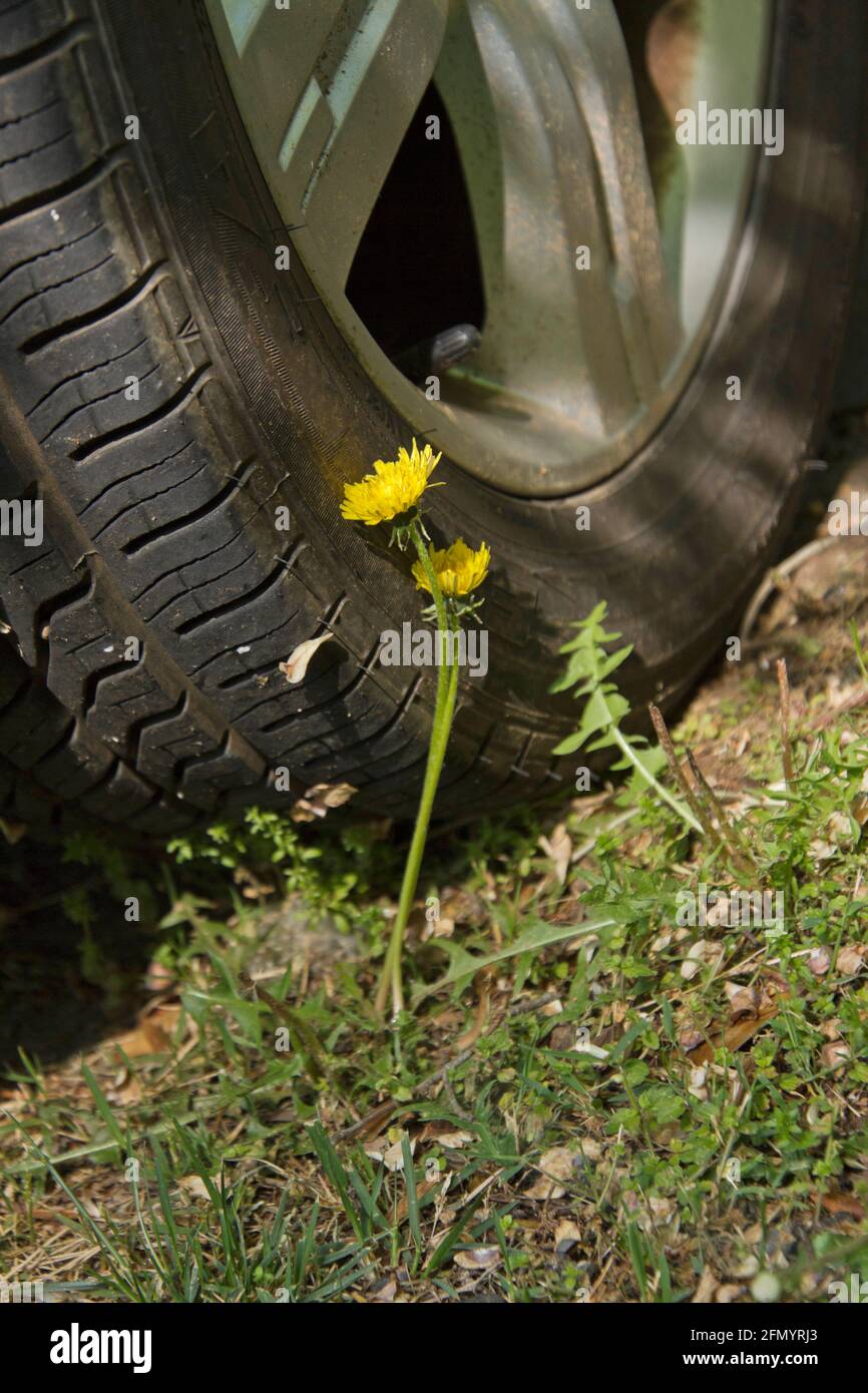 Primo piano di fiori di dandilion che crescono intorno a un pneumatico di automobile all'inizio della primavera, simbolico di andare da nessuna parte durante la pandemia che non va da nessuna parte; pandemia; groun Foto Stock