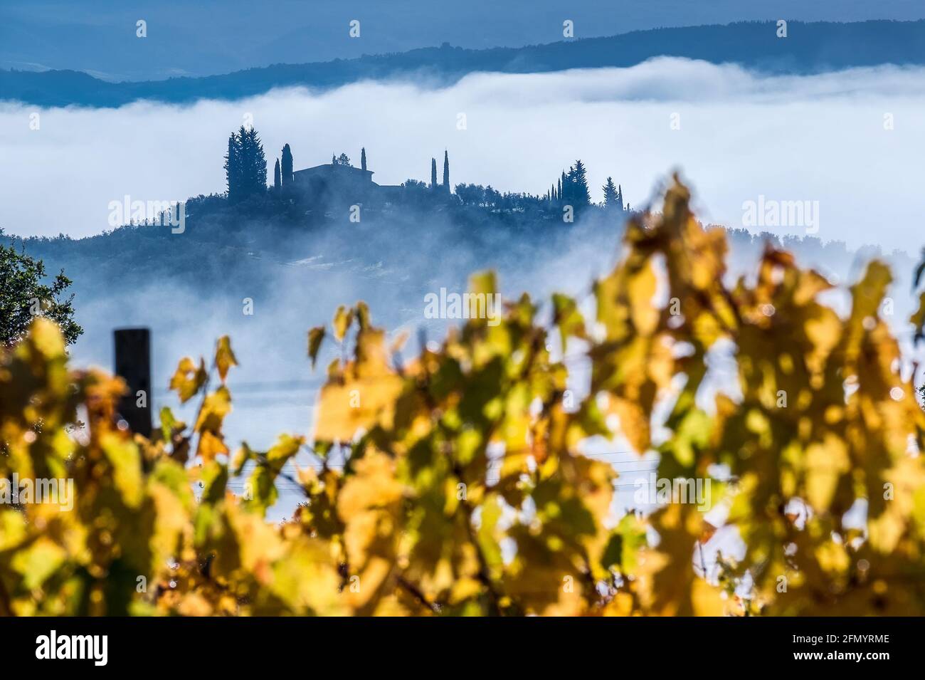 Unbelievable primo alba raggi nebbia paesaggio vista agriturismo terreno agricolo coperto di nebbia mattutina. Giallo autunno vigneto lascia filari vista. AG Foto Stock