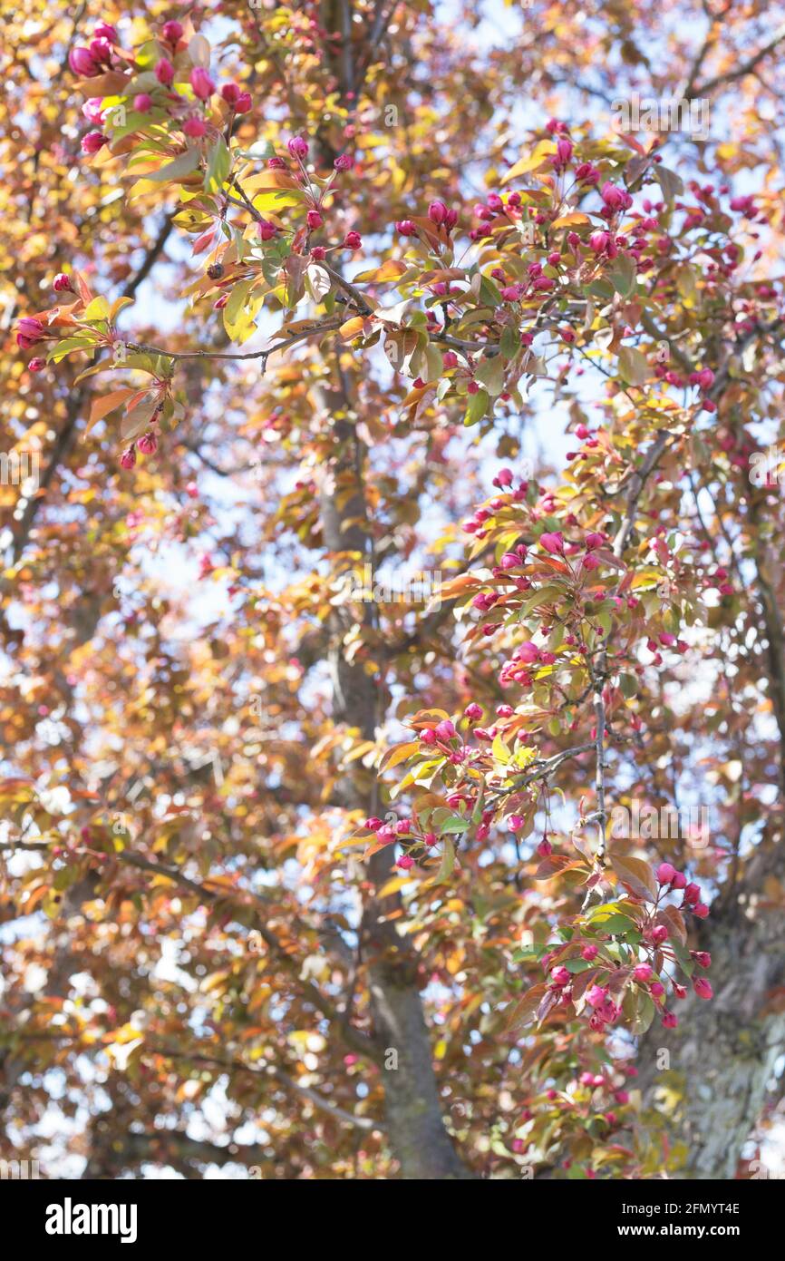 Malus 'splendore rosso' albero di granchio. Foto Stock