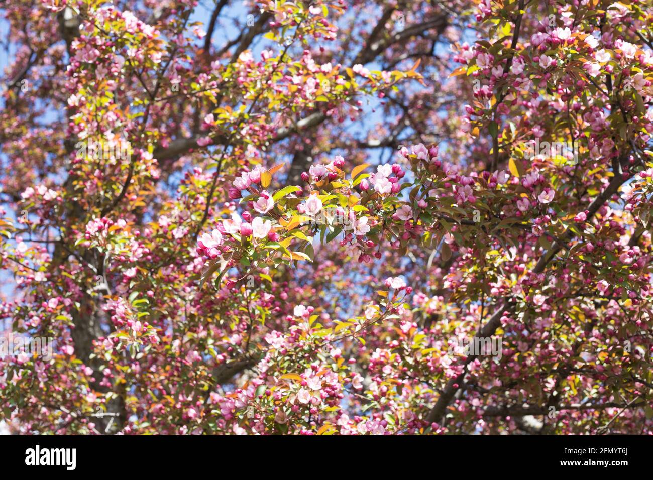 Malus 'splendore rosso' albero di granchio. Foto Stock