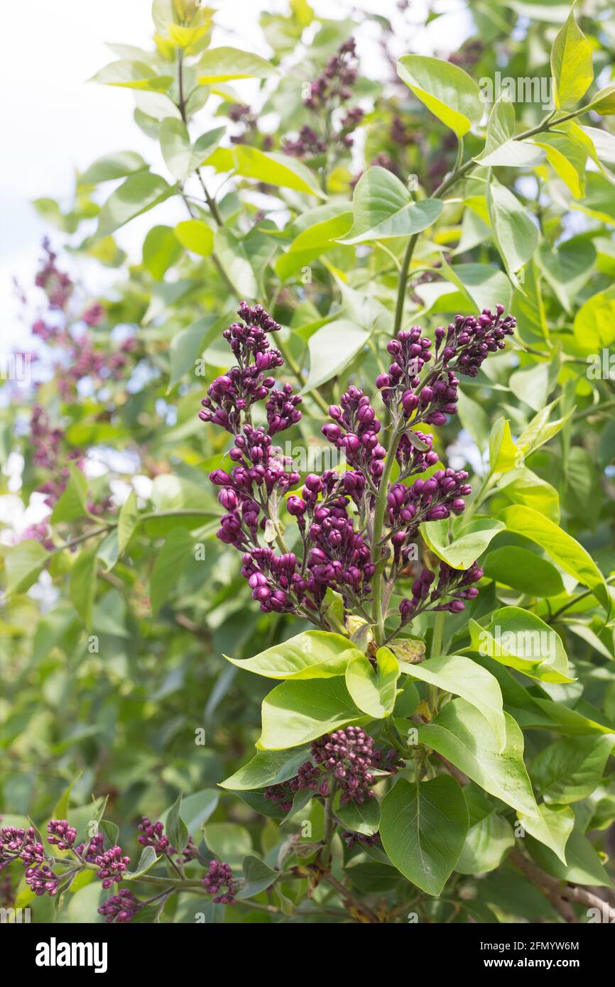 Syringa vulgaris 'Arch McKean'. Foto Stock