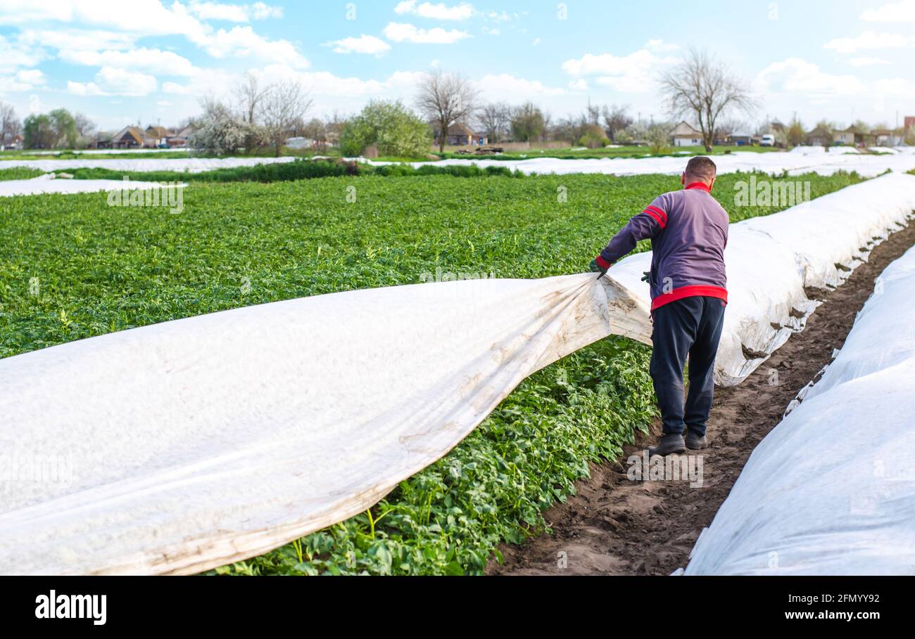 Un agricoltore apre file di cespugli di patate in agrofibra in tarda primavera. Apertura di piante di patate giovani mentre scalda. Effetto serra per la cura e la protezione Foto Stock