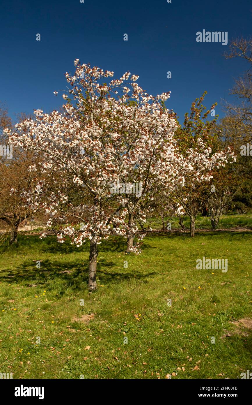 Prunus Matsumae-Fuki ciliegio e fiore Foto Stock