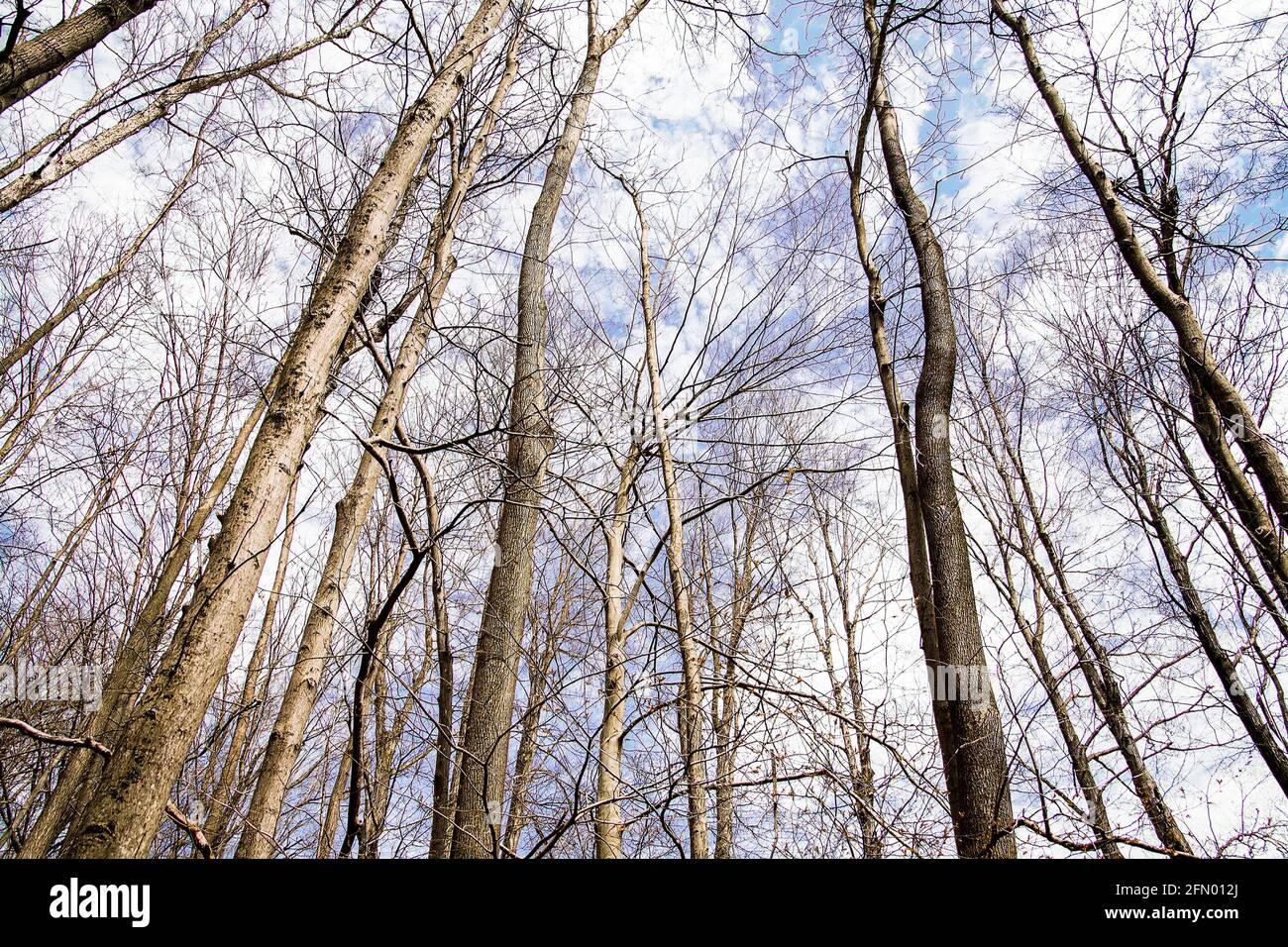 Nessun fogliame sugli alberi nella foresta primaverile con sfondo cielo Foto Stock