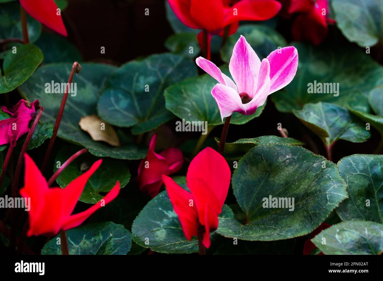 Ciclamino rosa che fiorisce tra i ciclamini rossi Foto Stock
