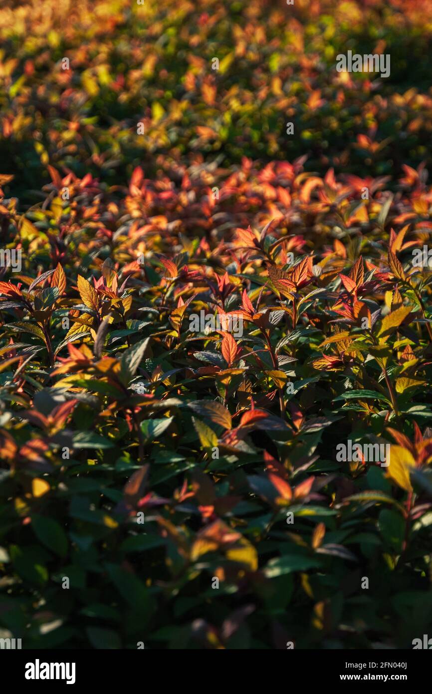Verde rosso arancio siepe fogliame di Spirea giapponese alla luce del sole Foto Stock