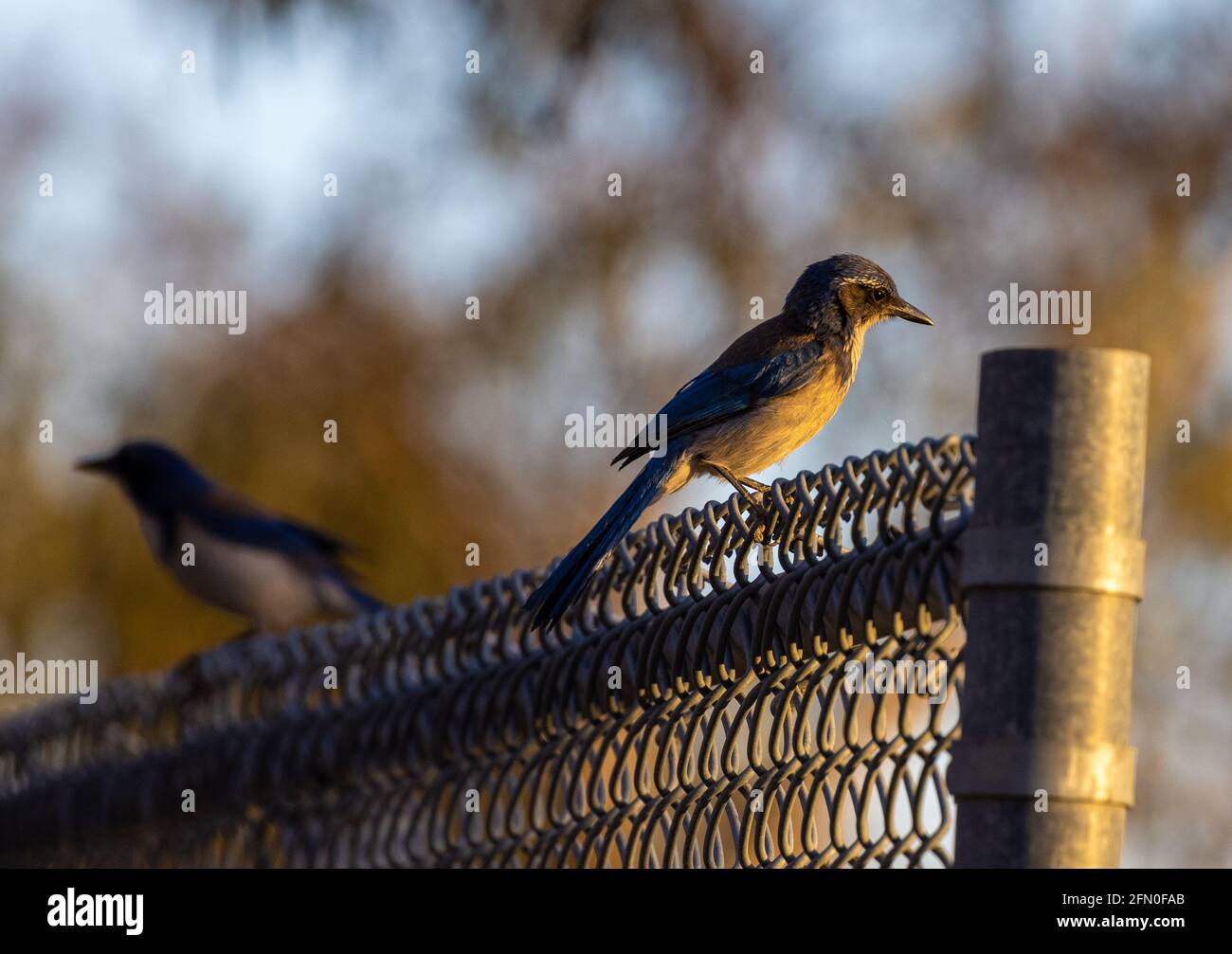 Un paio di jays California scrub Foto Stock