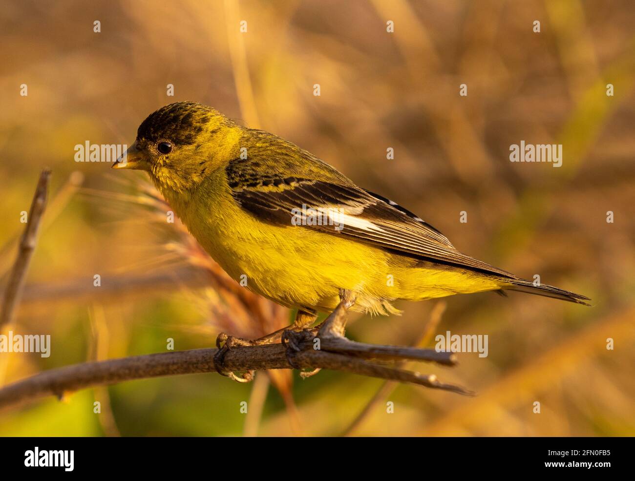 Goldfinch minore nel selvaggio Foto Stock