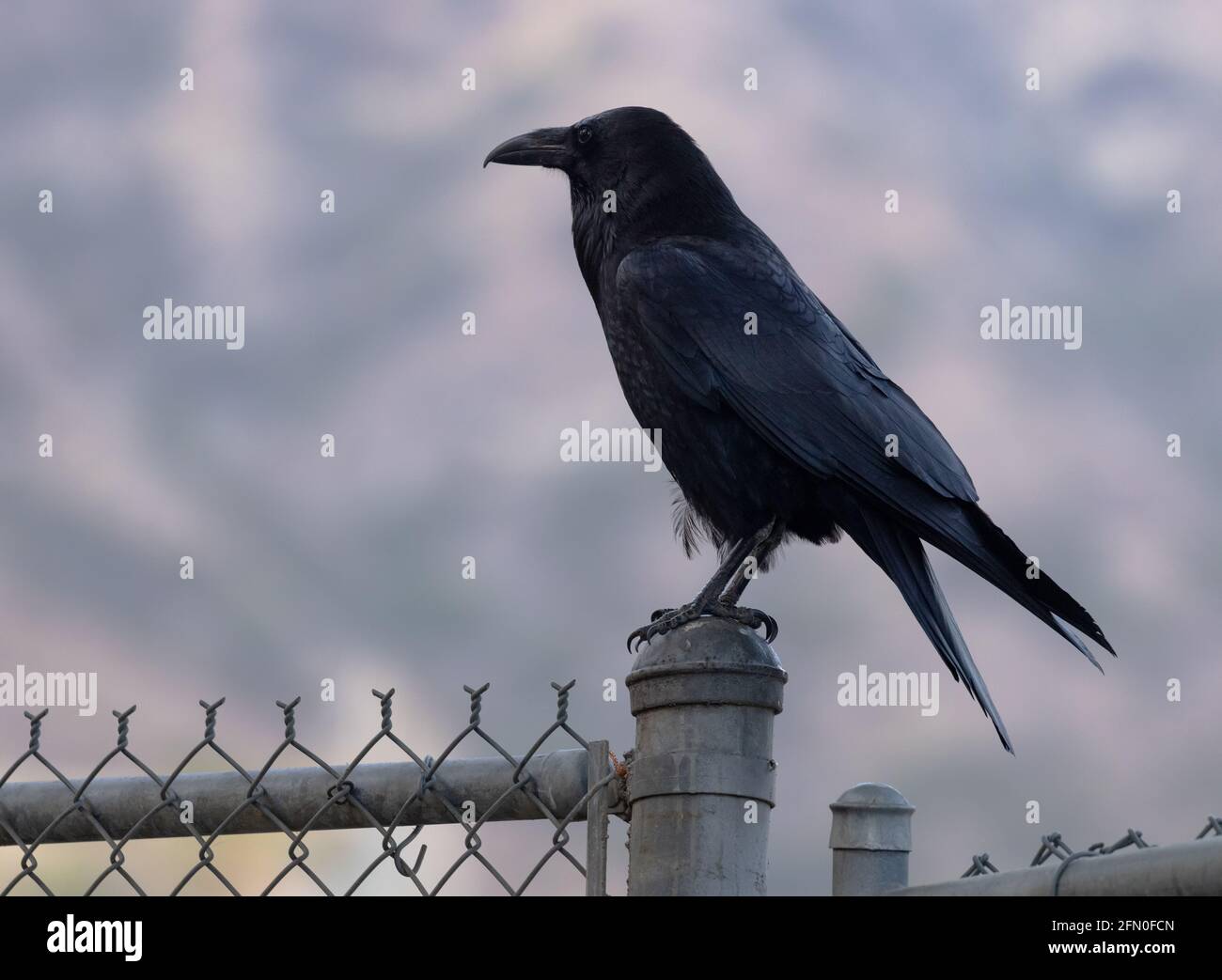 Crow su un palo da recinzione Foto Stock