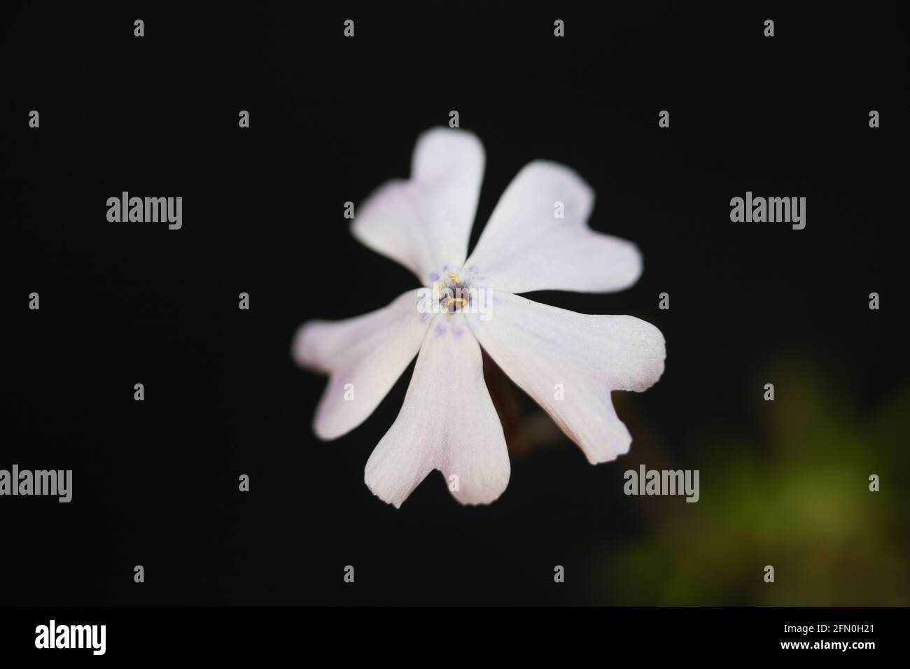 Fiore bianco fioritura primo piano Phlox sabulata L. famiglia polemoniaceae in fondo nero botanica moderna alta qualità grandi dimensioni stampe educative Foto Stock