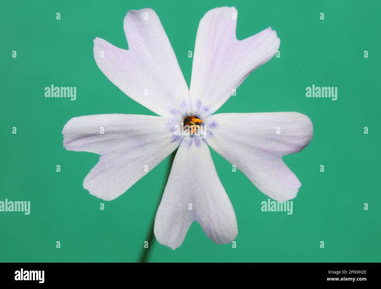 Fiore bianco fioritura primo piano Phlox sabulata L. famiglia polemoniaceae in fondo verde botanica moderna alta qualità grandi dimensioni stampe educative Foto Stock