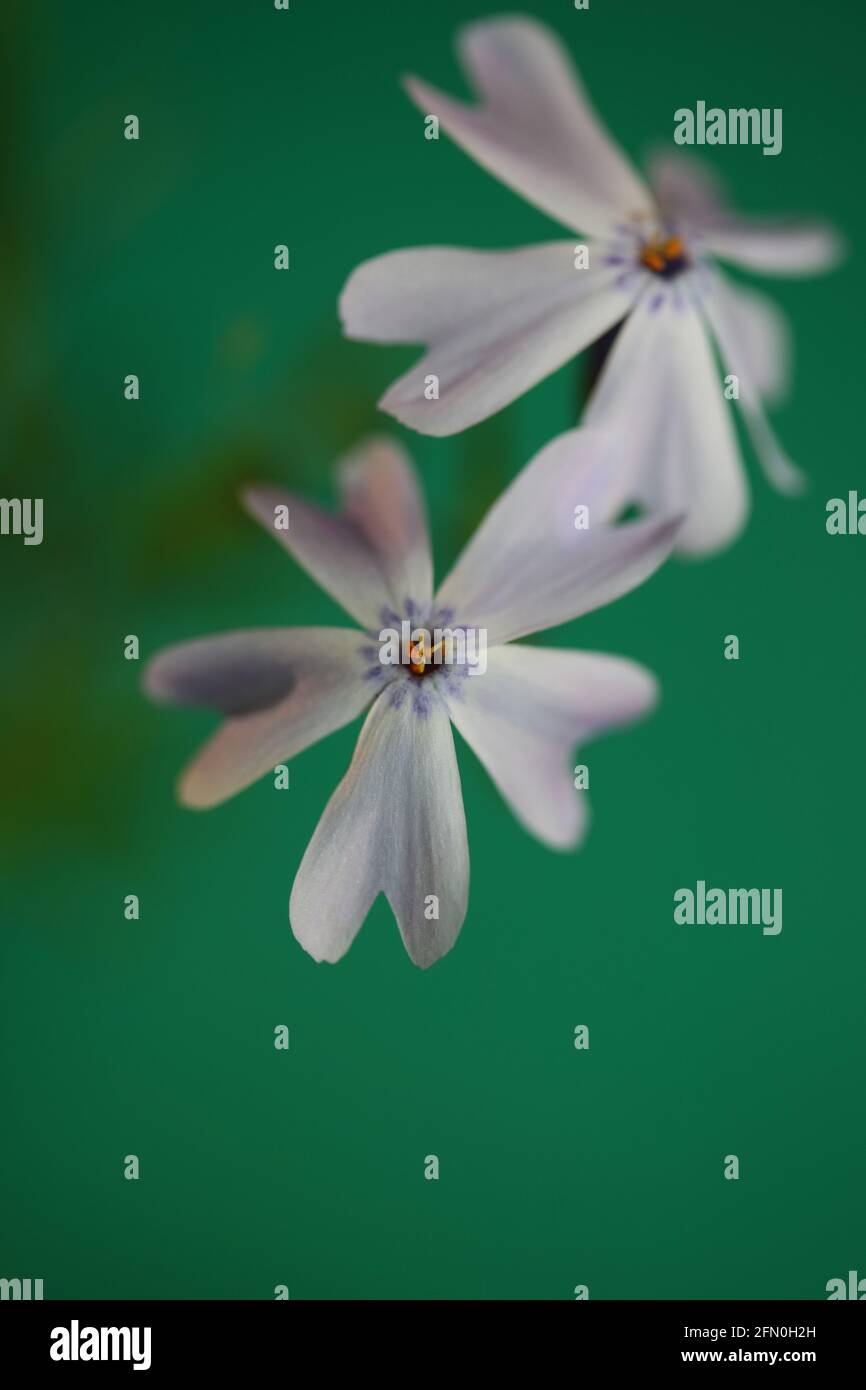 Fiore bianco fioritura primo piano Phlox sabulata L. famiglia polemoniaceae in fondo verde botanica moderna alta qualità grandi dimensioni stampe educative Foto Stock