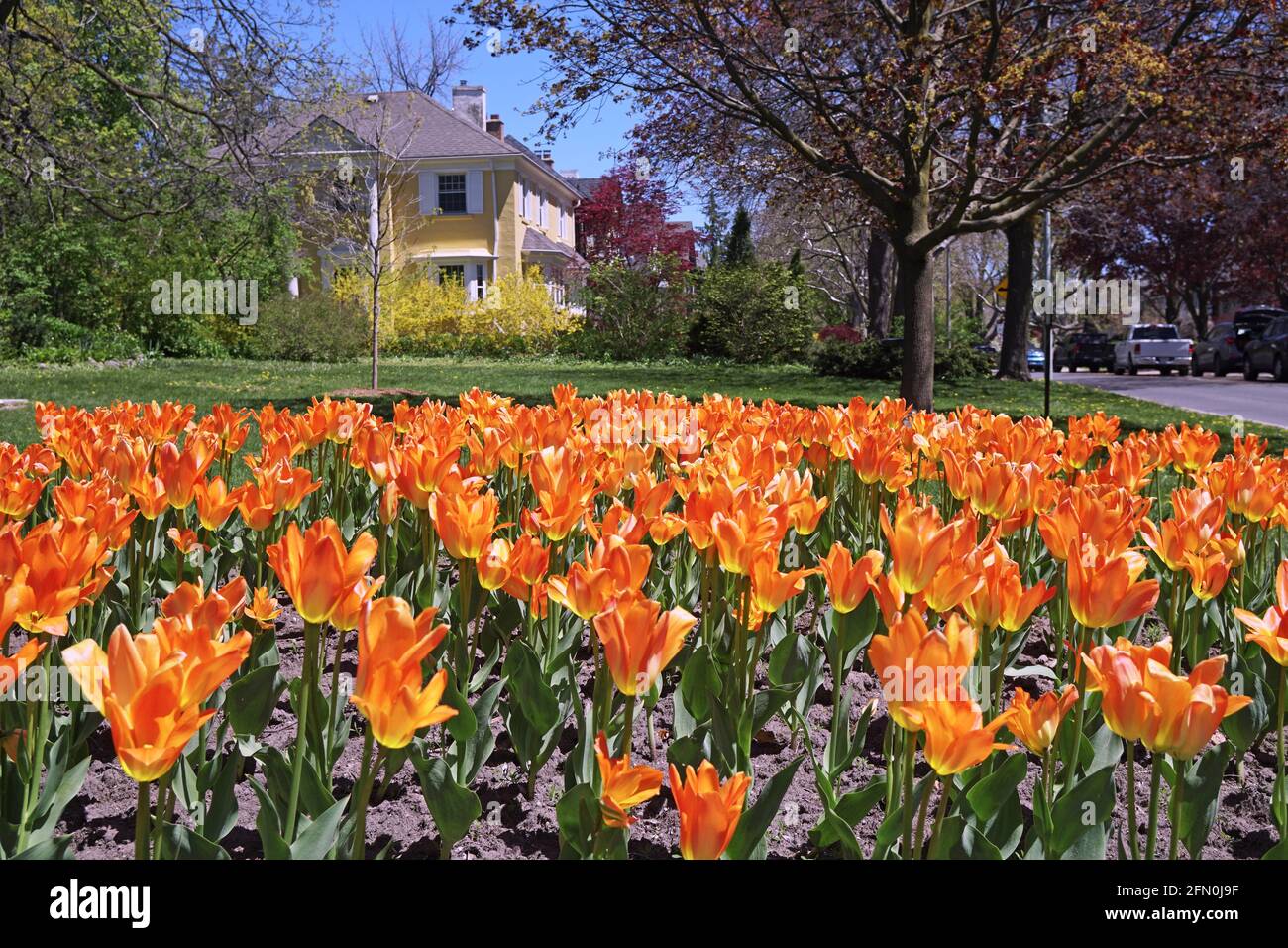 Tulipani dorati su una strada residenziale Foto Stock