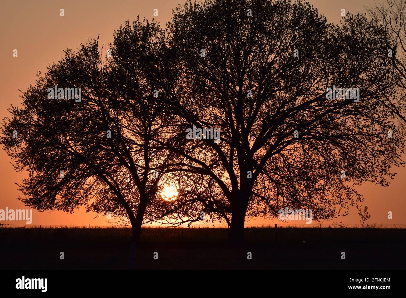 tramonto con silhouette di alberi in primo piano Foto Stock