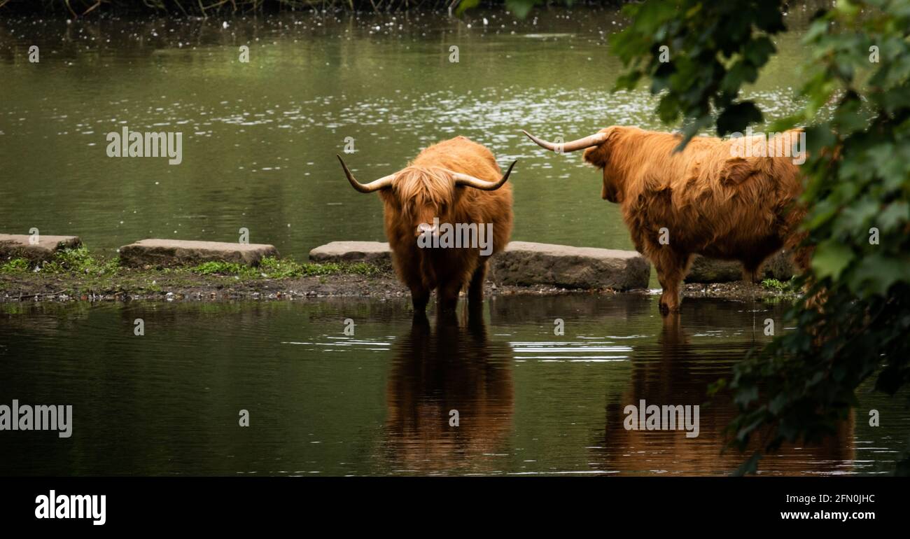 Highland mucche in un fiume che attraversa in West Yorkshire, Inghilterra Foto Stock