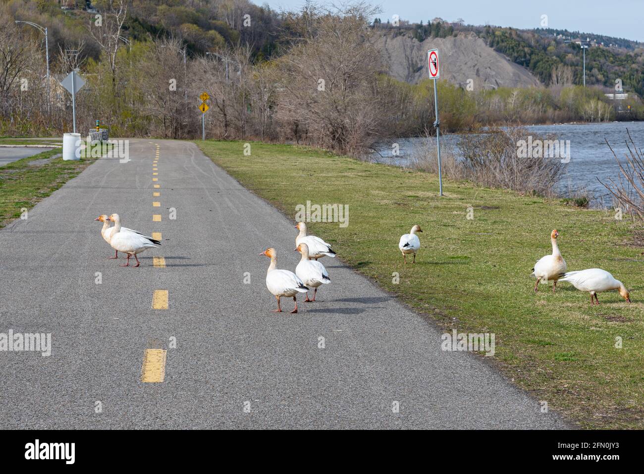 Le chicche di neve durante la migrazione su un percorso ciclabile nel Zona della città di Quebec Foto Stock