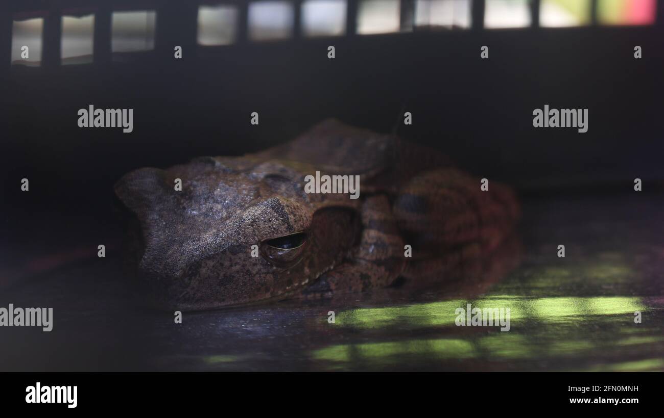 Un primo piano di una rana striata di colore marrone dormendo sul lato di una gabbia Foto Stock