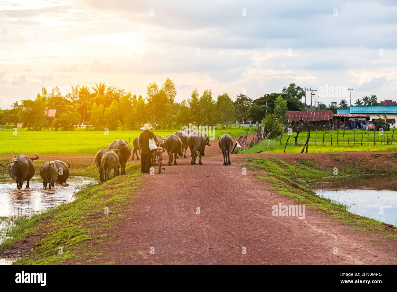 Contadino tailandese portare bufalo tornare a casa attraversare la strada sterrata vicino al lago Foto Stock